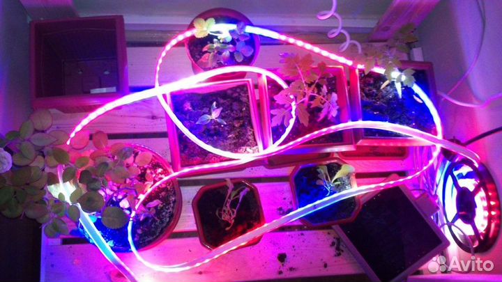 Фитолента для растений