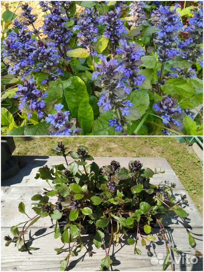 Саженцы Аквилегии,камнеломки,горца и живучки