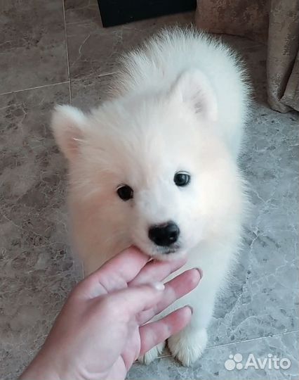 Щенки самоеда