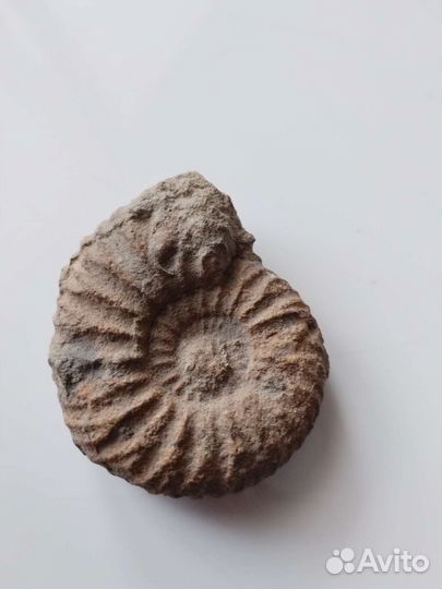 Окаменелости аммониты