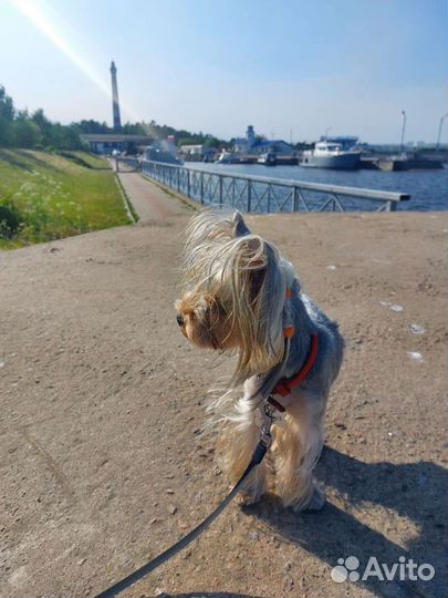 Погуляю с вашей собакой