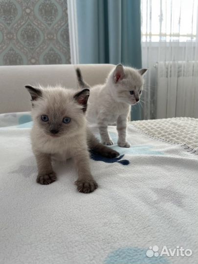 Котенок породы 