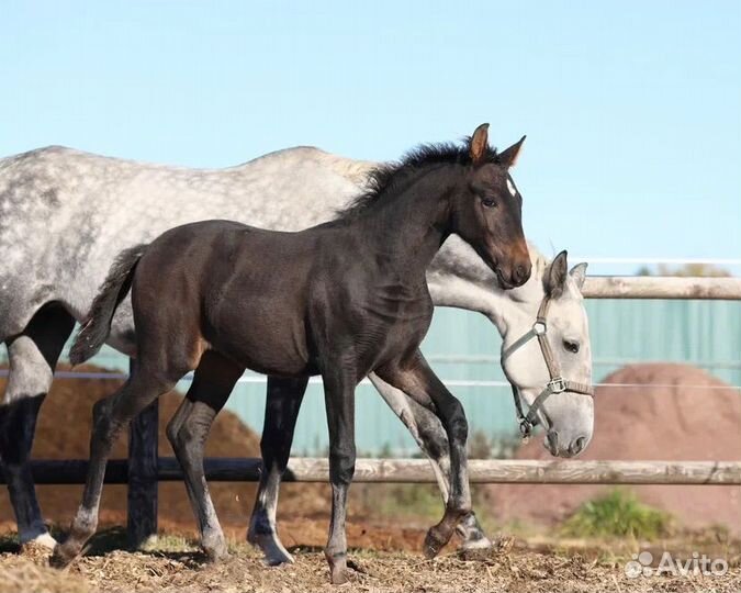 Полукровная кобылка Кросс-Андалуз 4.08.2023г.р