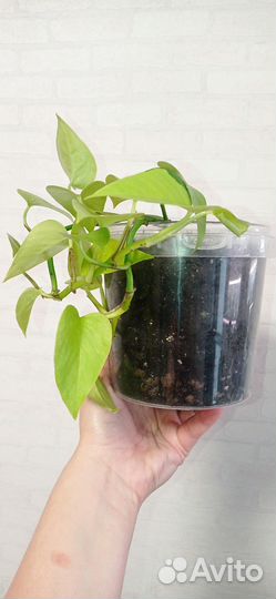 Сциндапсус Неон 2 шт в горшке 1 литр