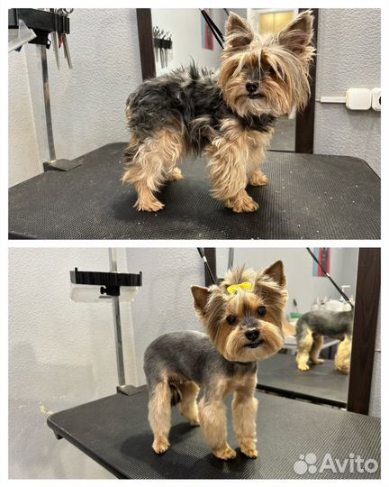 Стрижка собак