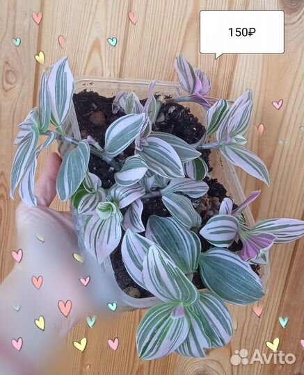 Аглаонема, сингониум, традесканция