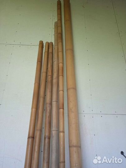 Стволы бамбука