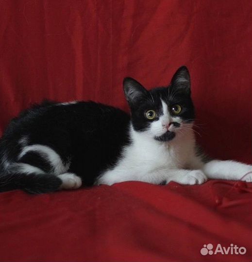 Кошка в дар бесплатно