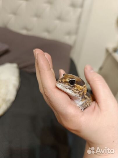 Гемитеконикс эублефар