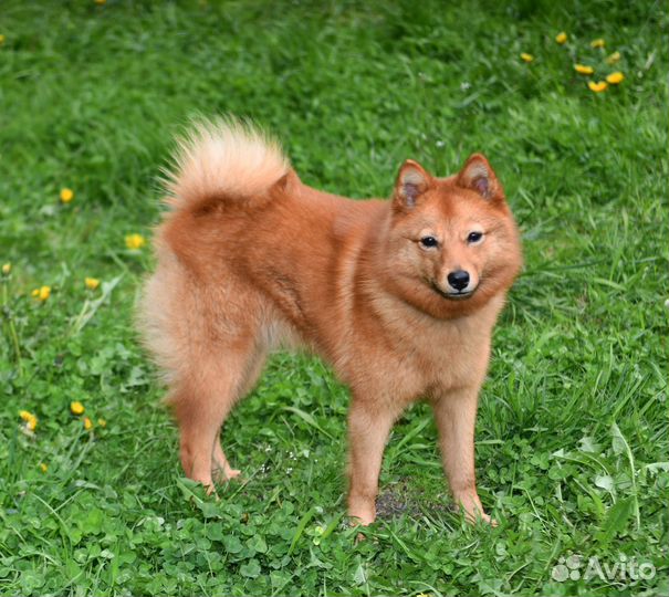Карело-финская лайка