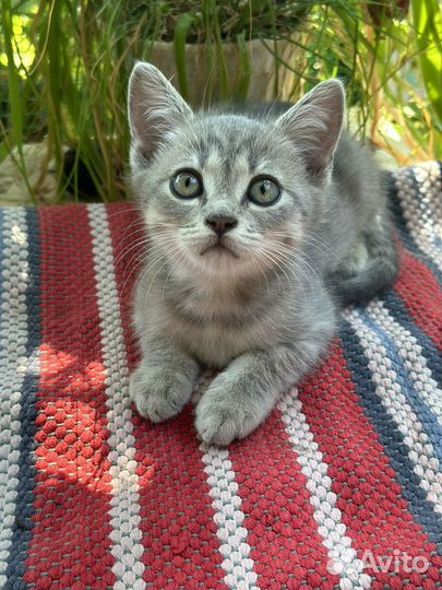 Котята в добрые руки мальчики