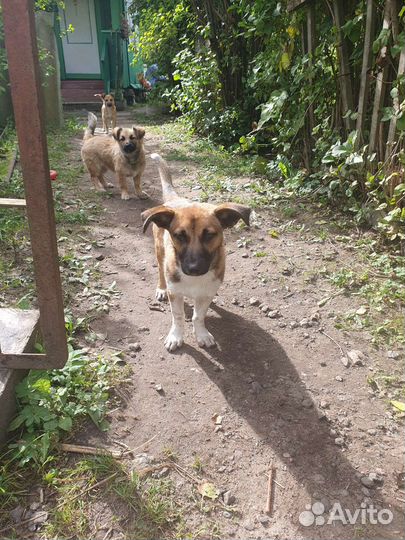 Щенок в добрые руки