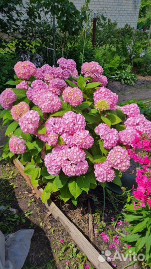 Гортензия крупнолистная сорт 