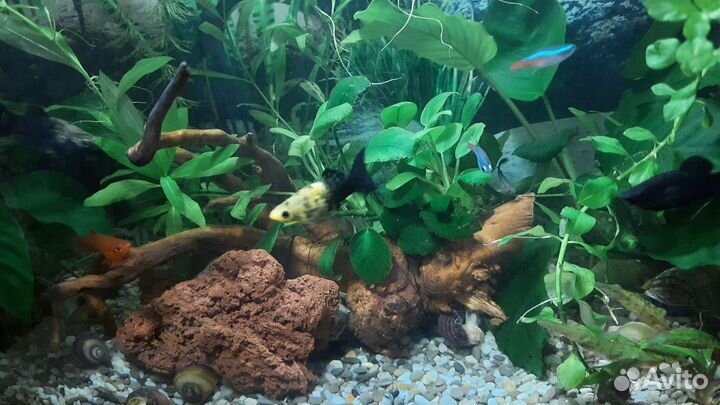 Коряги,грунт