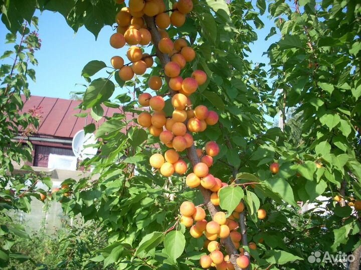 Саженцы колоновидного абрикоса