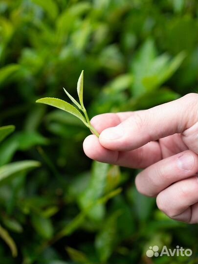 Индивидуальные экскурсии на чайные плантации ZEN