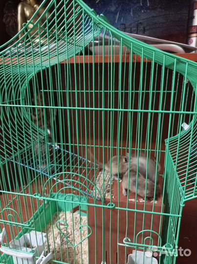 Песчанки мальчики