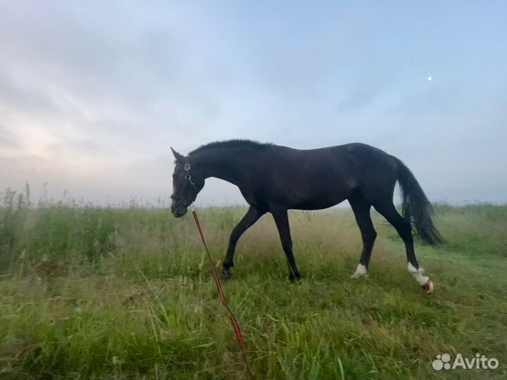 Кобыла в спорт