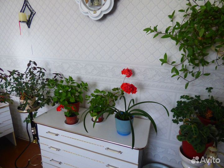 Комнатные цветы