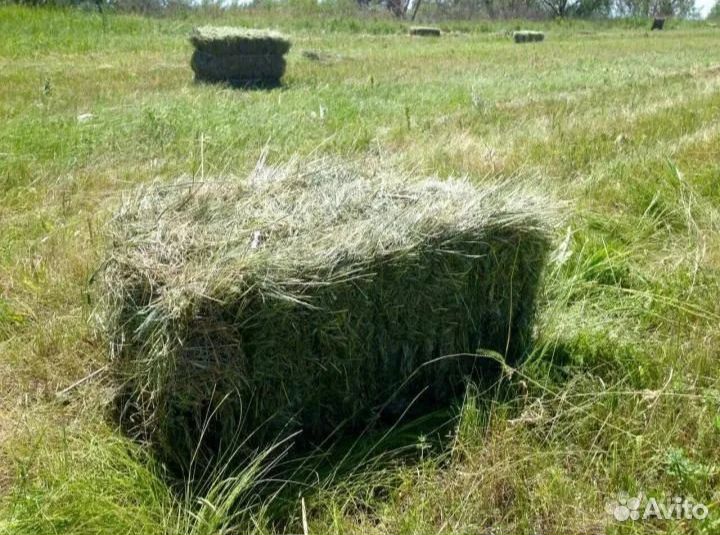 Сено луговое в тюках