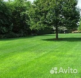 Газон рулонный