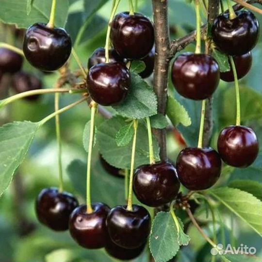 Саженцы вишня Шоколадница