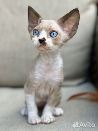 Роскошная девочка девон рекс