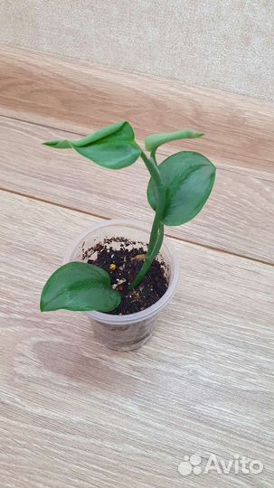 Эпипремнумы Сциндапсусы