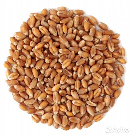 Пшеница,кукуруза,ячмень,овёс, жмых