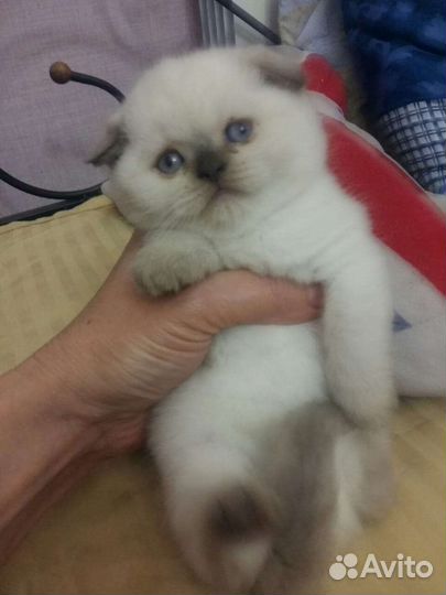 Кошечки и котики колорные