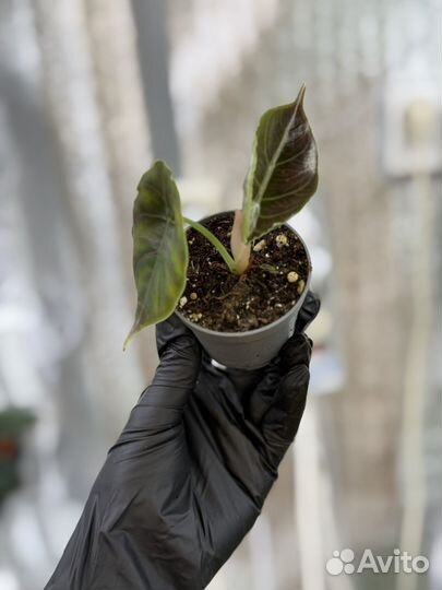 Алоказии жаклин, скальпрум, азлани