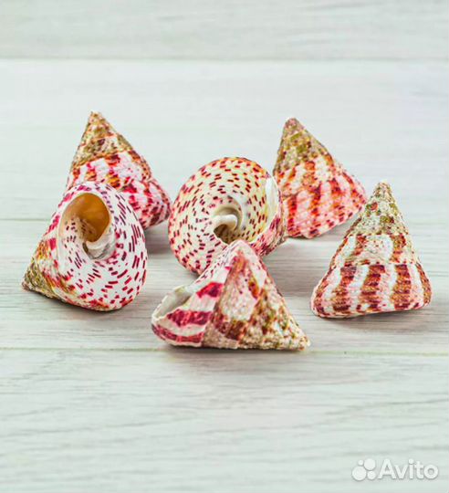 Раковины декоративные, на вес, 900 гр