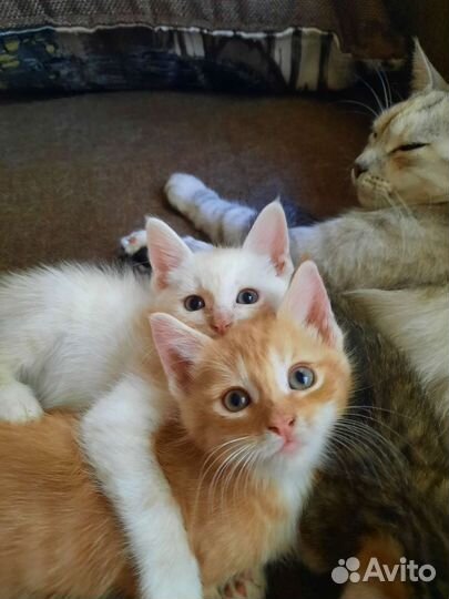 Котята в добрые руки