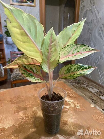Аглаонема тайланд
