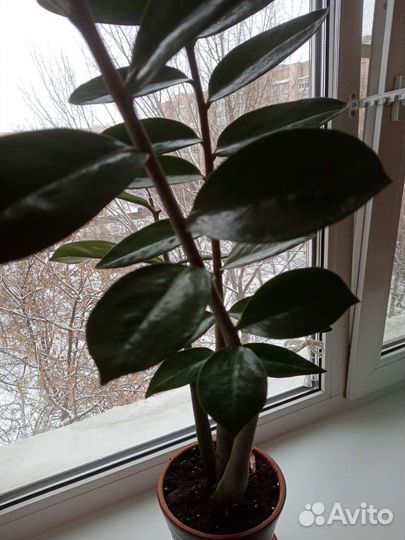 Замиокулькас