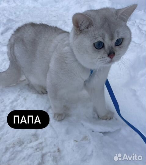 Британские котята