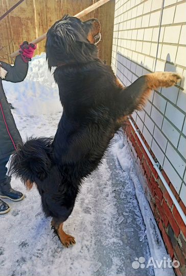 Щенок Монгол Банхара