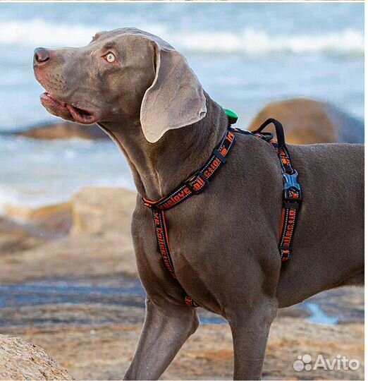 Шлейка для средней собаки