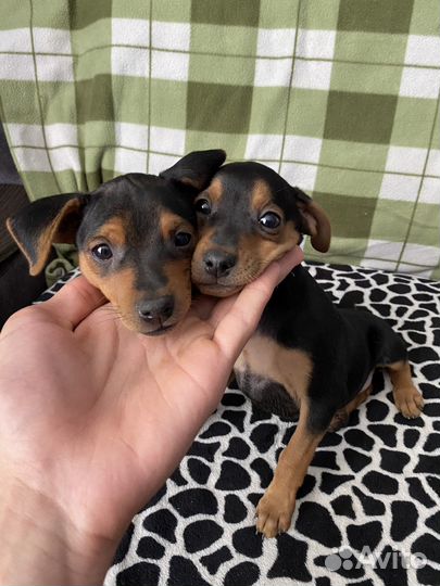 Цвергпинчер