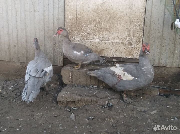 Лавандовые шипуны