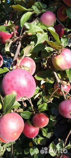 Яблоки сорт Москвичка