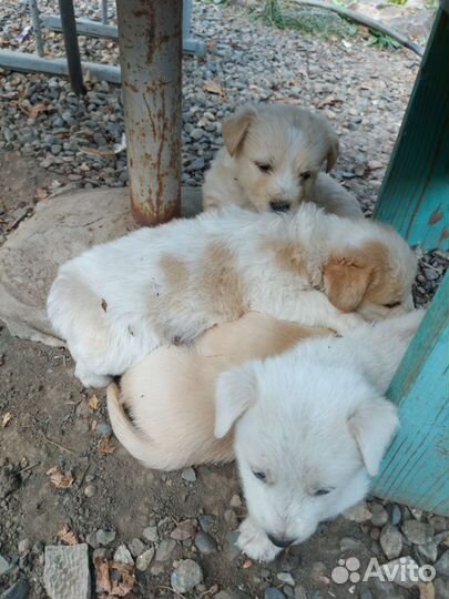 Щенки бесплатно