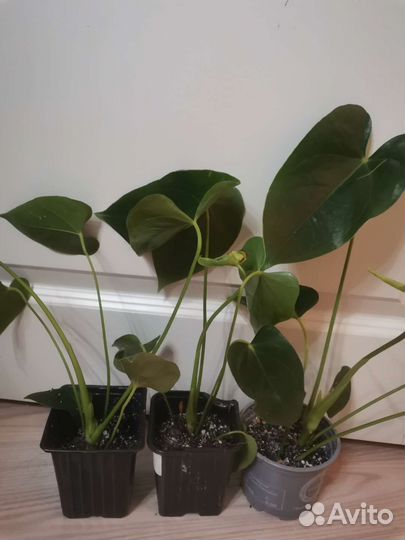 Антуриум Аляска