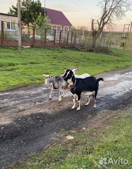 Коза дойная