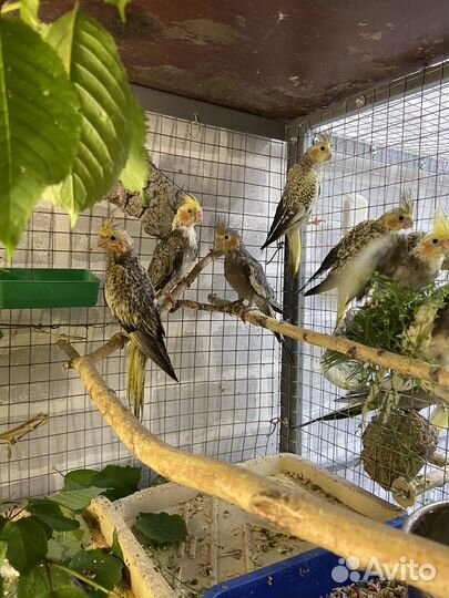 Попугай корелла птенцы ручные