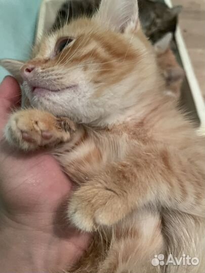 Котенок рыжик в добрые руки