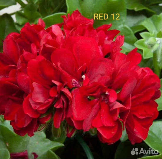 Пеларгония