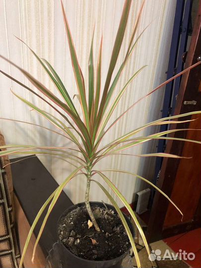 Продам цветы комнатные