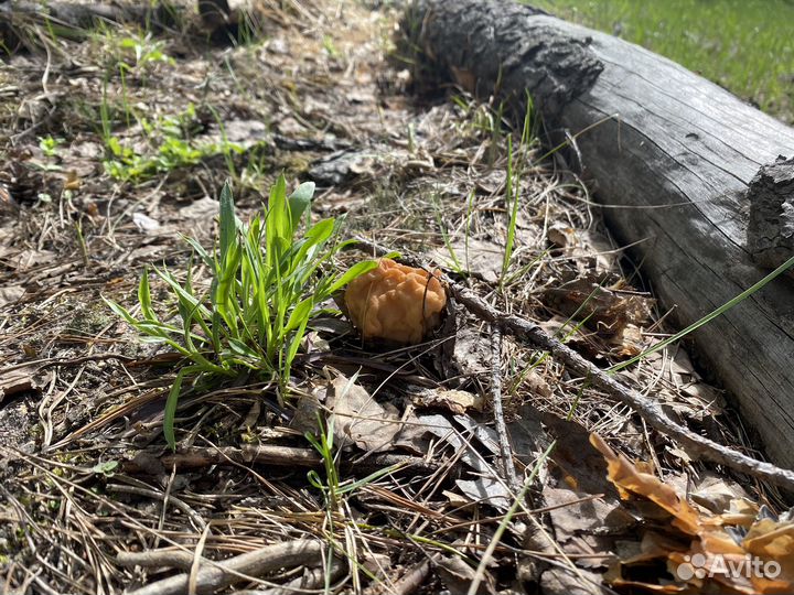 Грибы свежие строчки