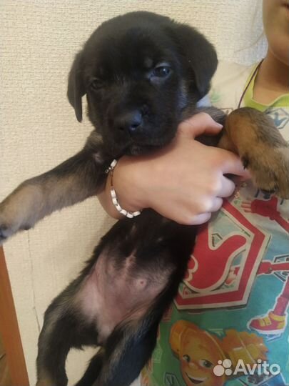 Метисы овчарка- Кане корсо